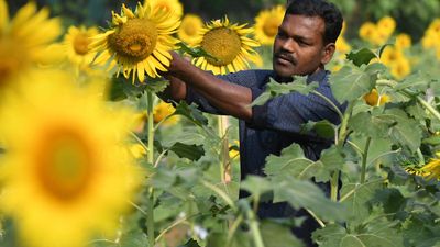 Kochi farmer’s sunflower farm for his mother