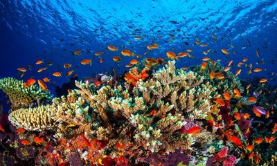 Australia ‘on track’ with climate targets needed to protect Great Barrier Reef, Labor tells Unesco