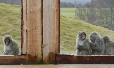 Escaped monkey found snacking on peanuts in Highlands garden