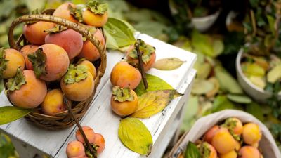 How to grow a persimmon tree in a container
