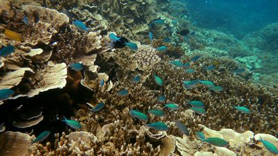 Australia sends reef health update to UNESCO