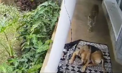 Dog escapes attacking leopard, thanks to pet owner’s actions