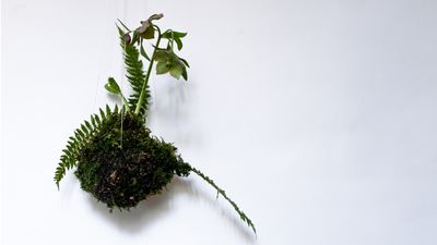 Kokedama care guide – 5 expert tips on this innovative indoor plant display