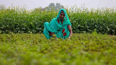 Ignoring an agricultural sector in distress