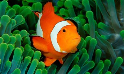 ‘Nemo’ clownfish drive away species with same stripes, study suggests