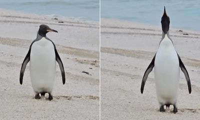 ‘Quite a surprise’: king penguin swims thousands of kilometres to find itself on South Australian beach