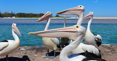 Soaring with pelicans and gliders on the casual Central Coast