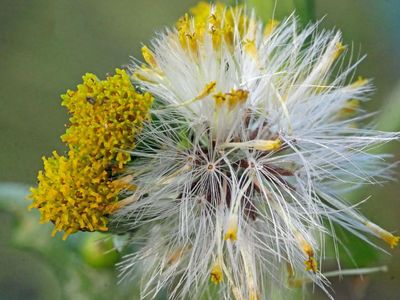 Country diary: The unsung groundsel has been flowering all winter