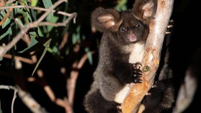 Logging changes put gliders in peril, experts warn
