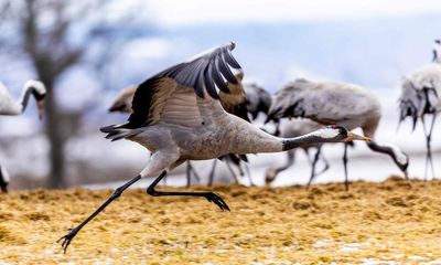 Cranes, UK’s tallest bird, bred in higher numbers last summer than for centuries