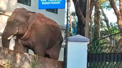 Radio-collared elephant triggers panic at Mananthavady in Kerala’s Wayanad district