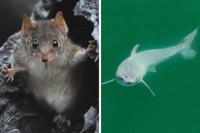 7 Fantastic Animals Who Made Headlines In January