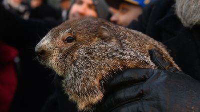 Phil. Chuck. Jimmy. Here's why many Groundhog Day prognosticators are male