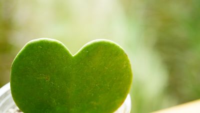 How to grow sweetheart succulents – and add a romantic accent to your houseplant collection