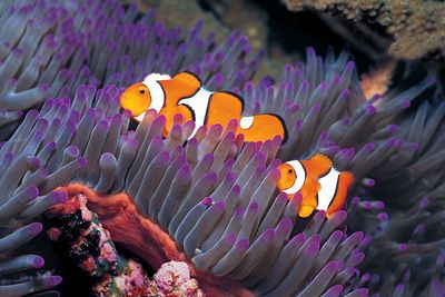 Clown fish can count, study finds