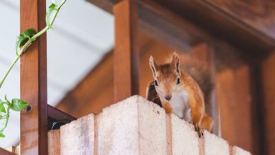 How to squirrel-proof a home – 3 ways to keep your attic free from little residents