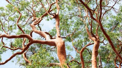 Eucalyptus care and growing guide – how to look after these popular backyard trees