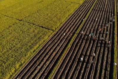 January Drought in Indonesia Signals Lower Rice Harvest, Increased Imports