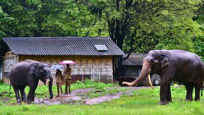 Land identified to construct houses for mahouts and cavadis of Kozhikamuthi elephant camp