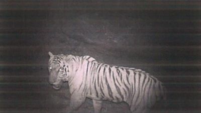 Two tigers spotted in Cauvery North Wildlife Sanctuary after 50 years: Forest Department