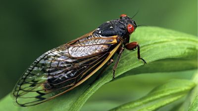 A cicada infestation is coming this spring – here's how it will affect your plants