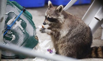 Raccoon plunges parts of Toronto into darkness after mishap at power utility