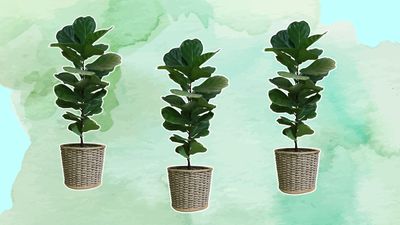 How often to water fiddle leaf figs — pro tips on perfecting plant care