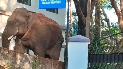 Radio-collared wild elephant captured from Mananthavady in Kerala dies at Bandipur in Karnataka