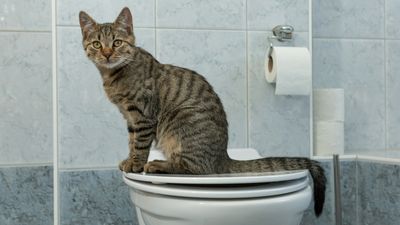 2 reasons why you shouldn’t potty train your cat, according to an expert