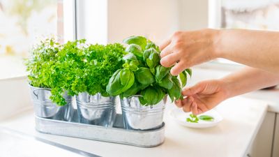 7 top tips for growing herbs indoors