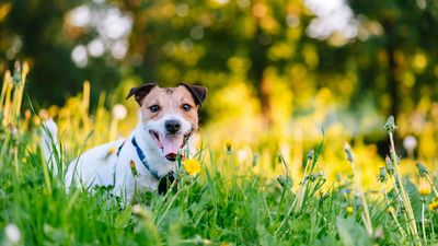 Seasonal allergies in dogs: Symptoms and how to treat them