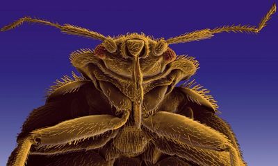 ‘Incredibly rare’ discovery reveals bedbugs came to Britain with the Romans