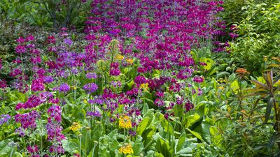 11 part-shade perennials – reliable picks for your backyard