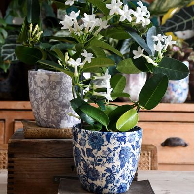 How to care for Madagascar jasmine - the ultimate heavenly-scented houseplant