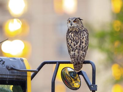A year later, Flaco the owl's escape from the Central Park Zoo remains a mystery