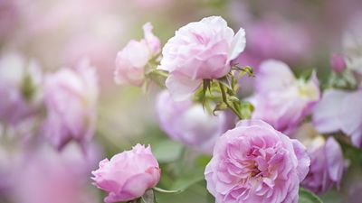 How to plant bare-root roses – and fill your backyard with fragrant blooms this summer