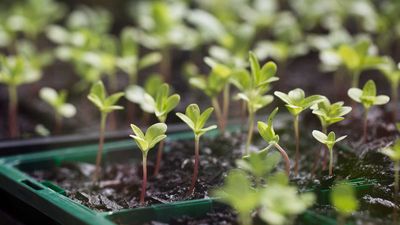 How often should I water seedlings? The experts share their tips for success