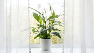 Are peace lilies toxic to pets? What to know before parenting both