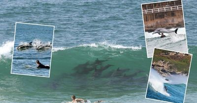 Have you seen the pod of dolphins that lives off Newcastle Beach?
