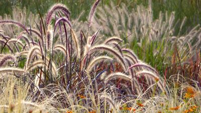 7 ornamental grasses to cut back in February – it is time to trim deciduous and evergreen varieties