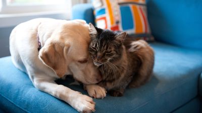 Trainer shares simple thing you can do to help your dog and cat get along