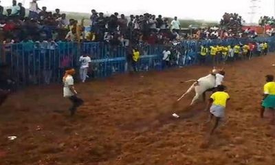 Jallikattu event held in Tamil Nadu's Pudukkottai, 15 injured in first round