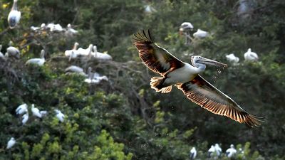 Mysuru belt beckons winter migratory birds in large numbers