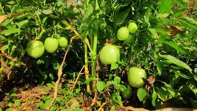 Foreign fruit finds its way to Kanthalloor farm