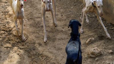KVAFSU appeals to kennel clubs to recognise Mudhol Hound as distinct Indian breed