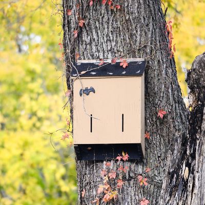 Are bat boxes the new bird boxes? How to encourage more bats in your garden