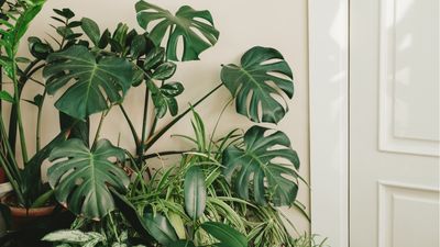 Can houseplants reduce dust in your home?
