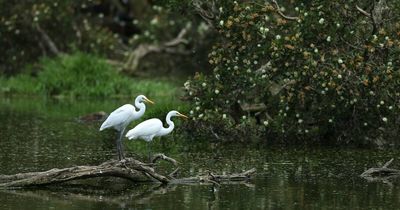 'We don't know where they are': beautiful wetland bird mysteriously missing