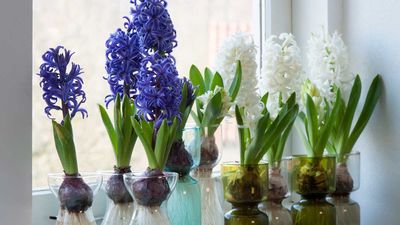 How to force bulbs in water – a step-by-step guide for early indoor displays