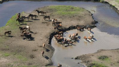 Brumby cull workers harassed amid 'heated' debate